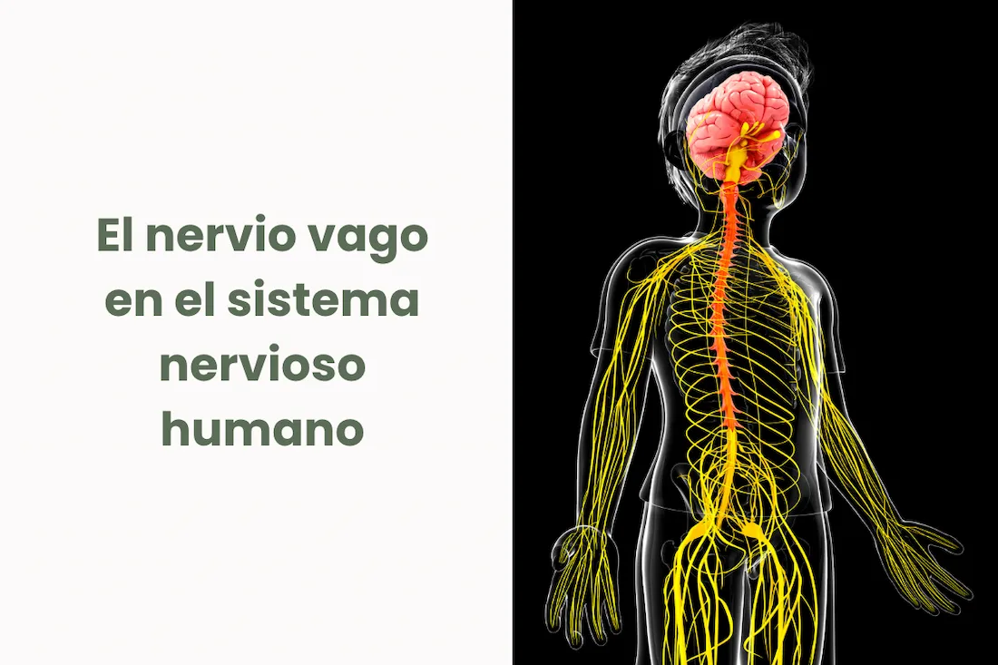 recorrido del nervio vago desde el cerebro hasta el abdomen